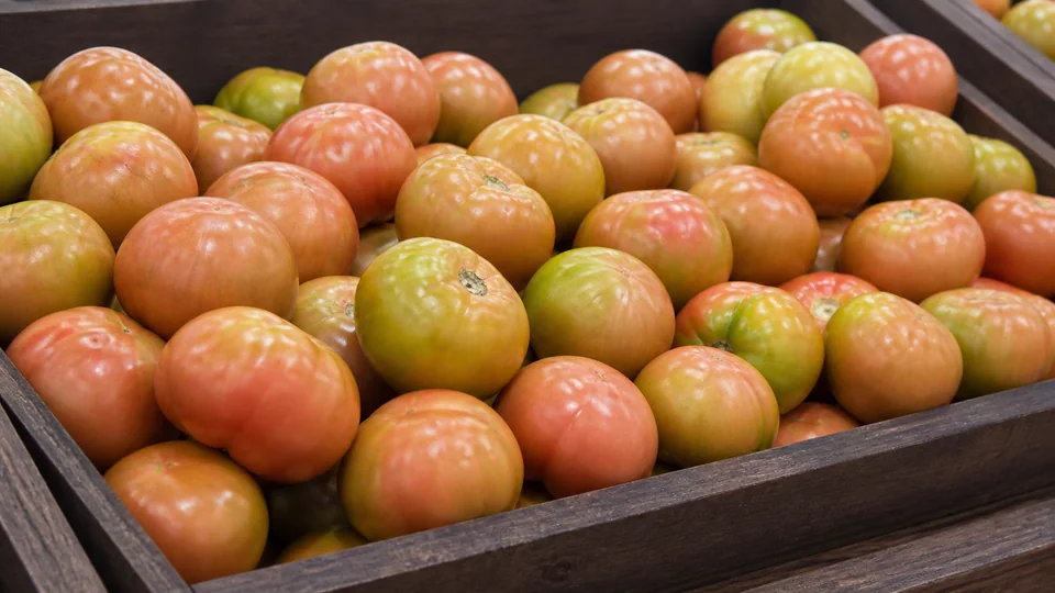 Exposição comercial de Tomate Carmen