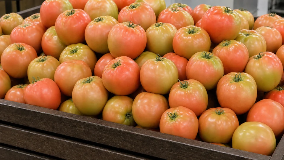 Exposição comercial de Tomate Débora